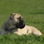 Bullmastiff