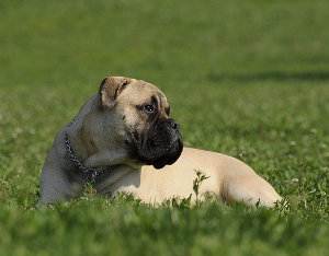 Perro raza Bullmastiff