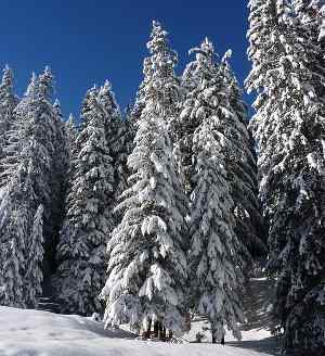Coníferas, características y tipos