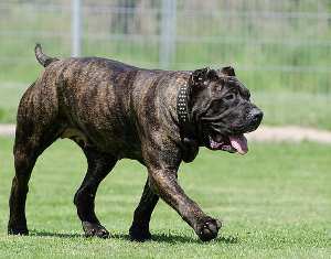 Dogo canario, presa canario