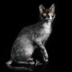 Gato lykoi