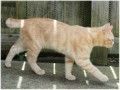 El gen “M” que modifica la longitud de la cola del gato