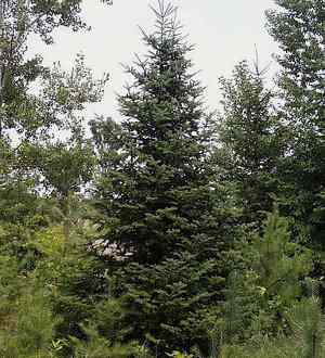 abeto, género Abies