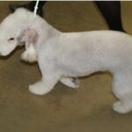 Bedlington terrier