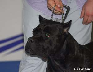 Cane corso, mastín italiano