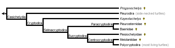 Clasifiación tortugas, orígenes