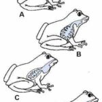 Cómo respiran los anfibios, tipos de respriación