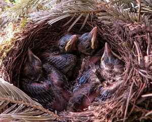 Cría de aves y pájaros en cautividad