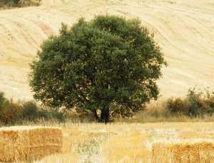 Encina, Quercus ilex