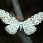 Mariposas nocturnas