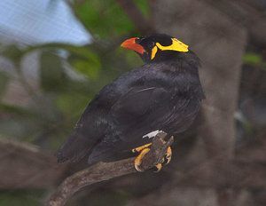 Miná del himalaya, Gracula religiosa