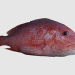 Pargo rojo, Lutjanus campechanus