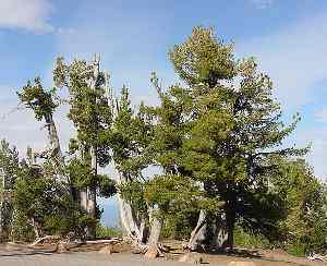 Pinos, (Pinus)
