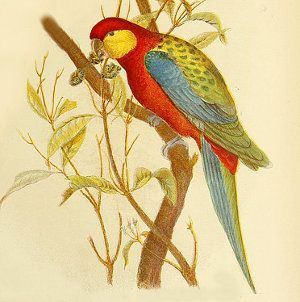 Platycercus icterotis, perico de Stanley o carigualdo