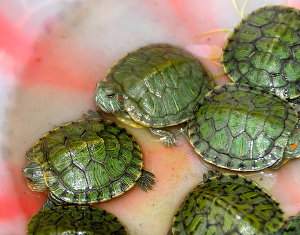 Reproducción de tortugas de tierra y agua. Cría doméstica