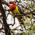 Rosella multicolor, platycercus eximius