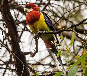 Rosella multicolor, platycercus eximius