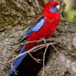 Rosella roja, Platycercus elegans