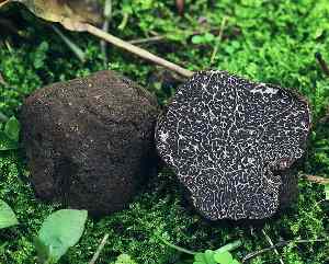 Trufa negra, tuber melanosporum