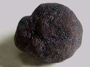 Tuber, género que integra a las trufas