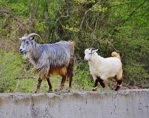 Cabra doméstica, Capra aegagrus hircus