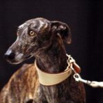 Galgo español