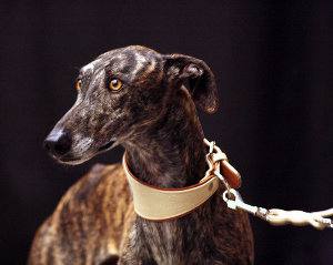 Galgo español