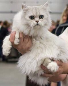 Gato tiffany o tiffanie, el asiático de pelo semilargo