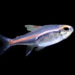 Hemigrammus erythrozonus, tetra luminoso