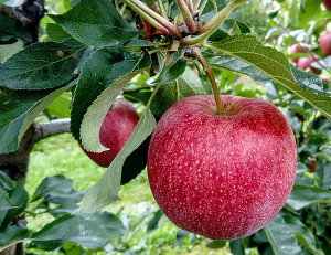 Manzano árbol, cultivo, hojas y flores
