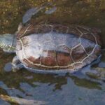 Mauremys reevesii (Chinemys reevesii), tortuga china crestada