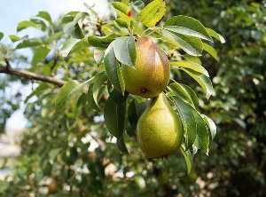 Peral árbol, frutos y hojas