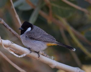 Pycnonotus leucotis, bulbo de mejillas blancas