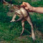 Rhinella marina, el sapo de caña o sapo marino