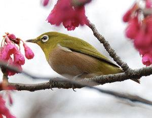 Zosterops japonicus, pájaro de anteojos japonés, anteojitos u ojiblanco japonés