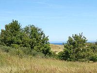 Diferencias entre árboles, arbustos, matas o subarbustos y hierbas