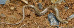 Eslizón tridáctilo, Chalcides striatus
