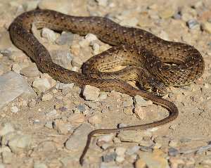 Culebra bastarda, la popular Malpolon monspessulanus