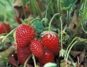 Fresa planta, Fragaria x ananassa