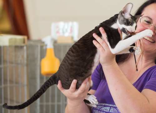 Gatos pelo rizado cornish rex