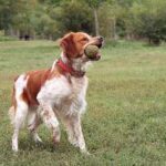 Spaniel bretón