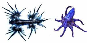 6 animales acuáticos invertebrados que tal vez no conocías