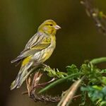 Canario silvestre, serinus canaria