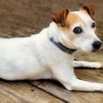 Jack Russell Terrier