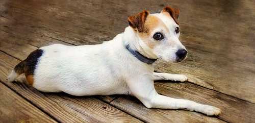 Jack Russell Terrier