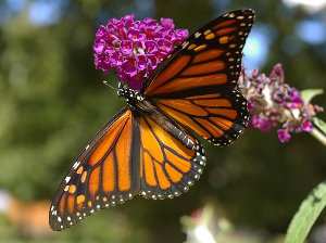 Mariposa monarca, Danaus plexippus 