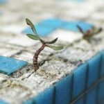 Naturaleza urbana y sus beneficios que no podemos subestimar Naturaleza urbana