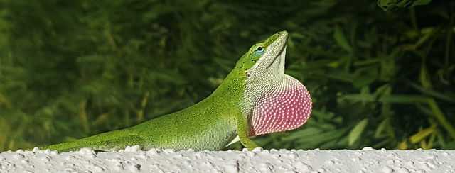 Reptiles bonitos, algunas especies increíblemente guapas