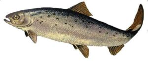 Salmón del Atlántico – Salmo salar
