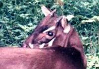 Saola